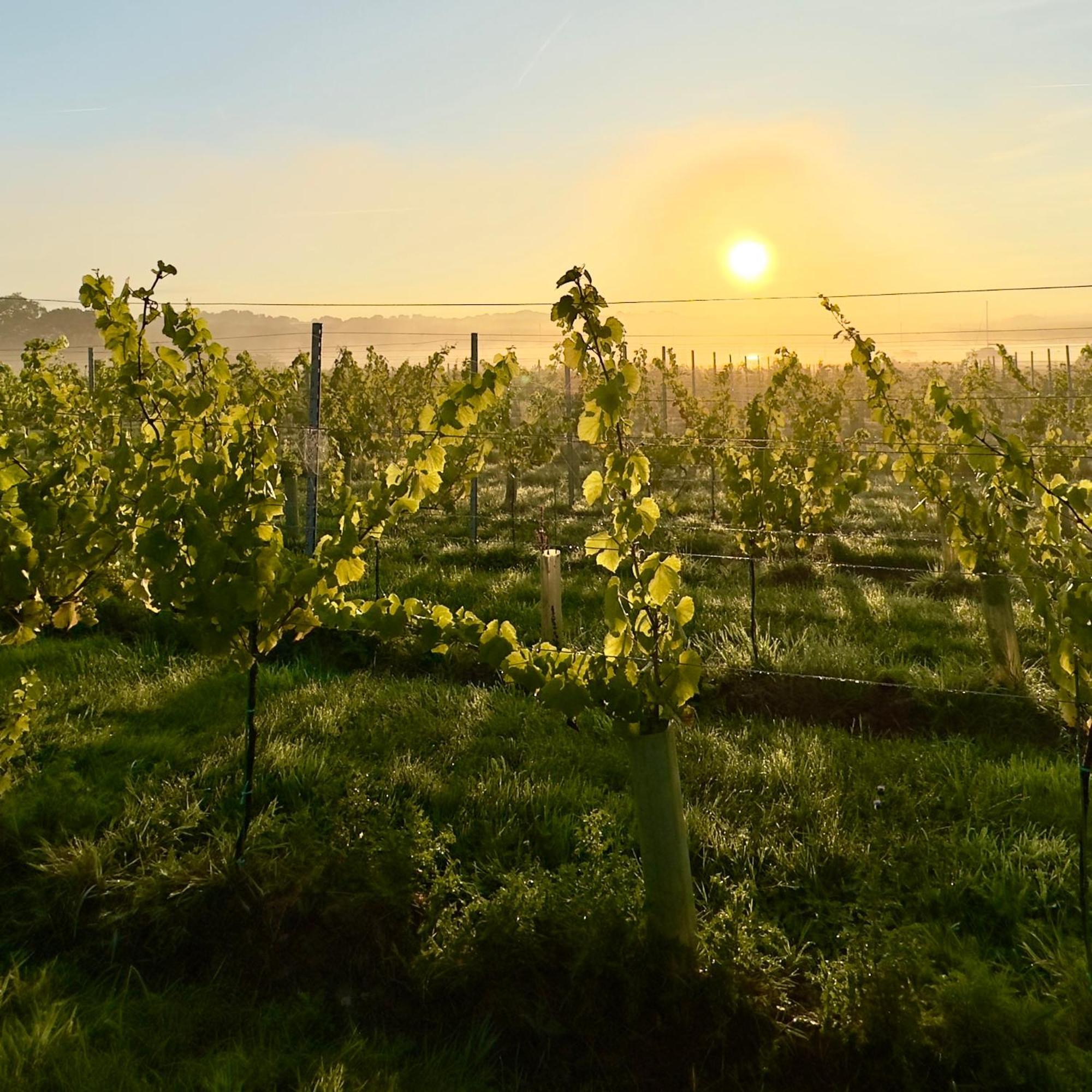 Osborne Pinkmead Estate And Vineyard别墅 外观 照片
